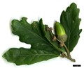 SpeciesSub: 'Pseudoturneri' (Q.ilex × Q.robur)